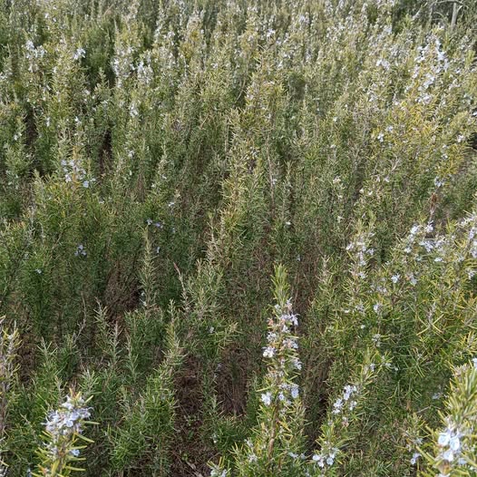 ružmarin kuhinja, ljekovita svojstva